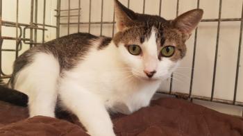 Tabby Bild von Tabby