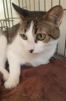 Tabby Bild von Tabby