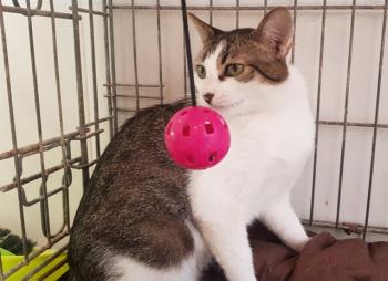 Tabby Bild von Tabby
