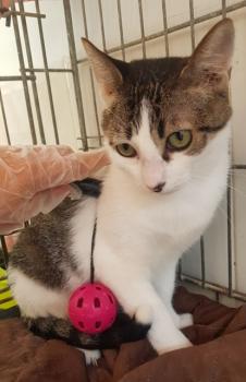 Tabby Bild von Tabby