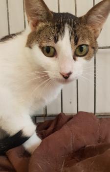Tabby Bild von Tabby