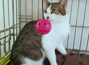 Tabby Bild von Tabby