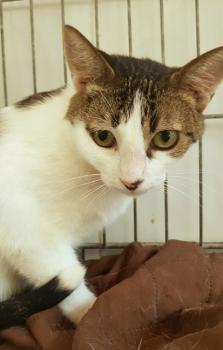 Tabby Bild von Tabby