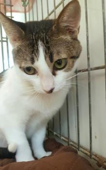 Tabby Bild von Tabby