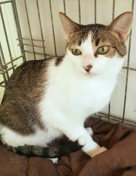 Tabby Bild von Tabby