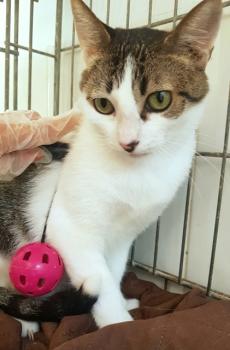 Tabby Bild von Tabby
