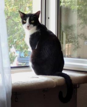 Noshi Bild von Noshi