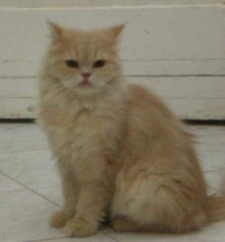 Tayeba Bild von Tayeba