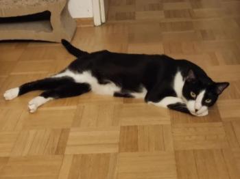 Noshi Bild von Noshi