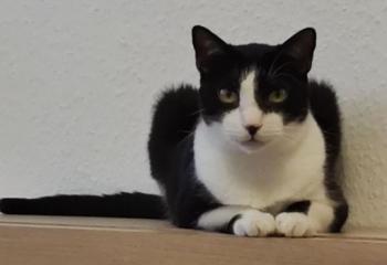 Noshi Bild von Noshi