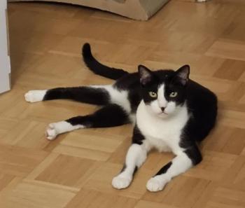 Noshi Bild von Noshi