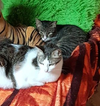 Babechi Bild von Babechi