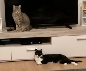 Txispi Bild von Txispi