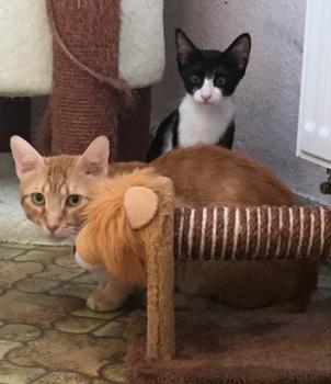 Figaro Bild von Figaro
