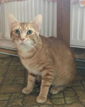 Figaro Bild von Figaro