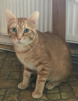 Figaro Bild von Figaro