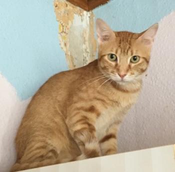 Figaro Bild von Figaro