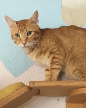 Figaro Bild von Figaro