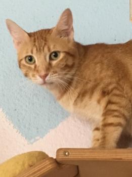 Figaro Bild von Figaro