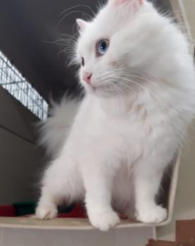 Bruma Bild von Bruma