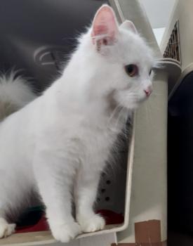 Bruma Bild von Bruma