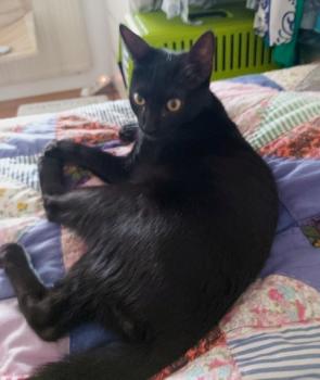 Blacky Bild von Blacky