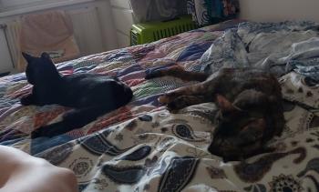 Blacky Bild von Blacky