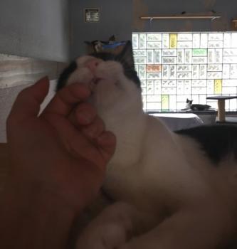Victor Bild von Victor