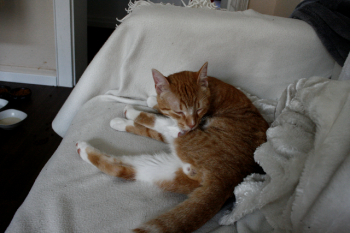 Pitu Bild von Pitu