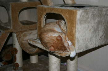 Pitu Bild von Pitu