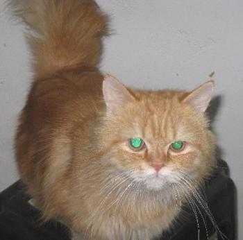 Ginger Bild von Ginger