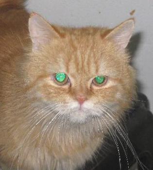 Ginger Bild von Ginger