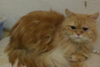 Ginger Bild von Ginger