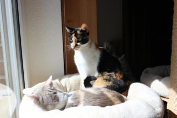 Saphra Bild von Saphra