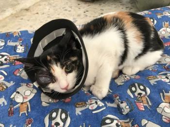 Felisa Bild von Felisa