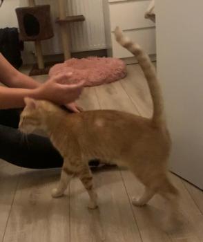 Figaro Bild von Figaro