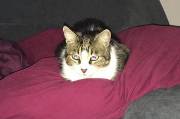Milo Bild von Milo