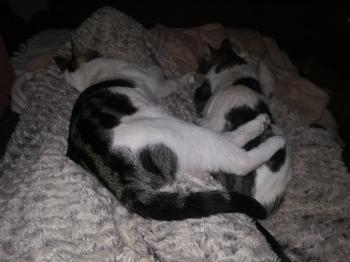 Dinky Bild von Dinky