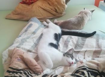 Dinky Bild von Dinky