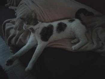 Dinky Bild von Dinky