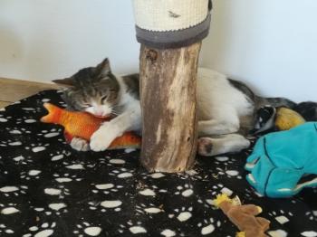 Bosco Bild von Bosco