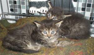 Tom und Jerry Bild von Tom