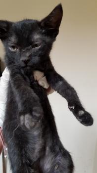 Peludito Bild von Peludito
