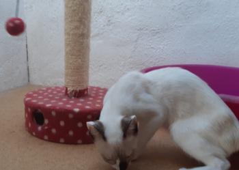 Mausi Bild von Mausi