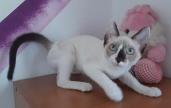 Mausi Bild von Mausi