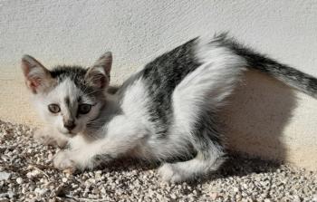 Sonny Bild von Sonny