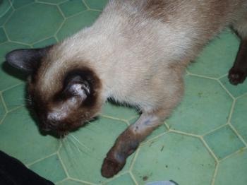 Sally Bild von Sally