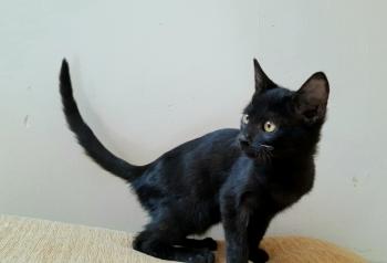 Peludito Bild von Peludito