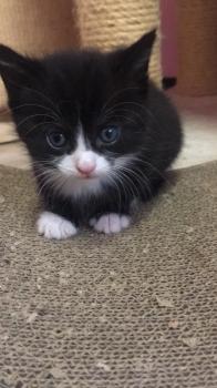 Kitten2 Bild von Thomas O‘Malley