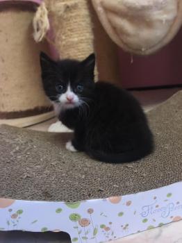 Kitten2 Bild von Thomas O‘Malley